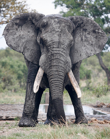 elephant